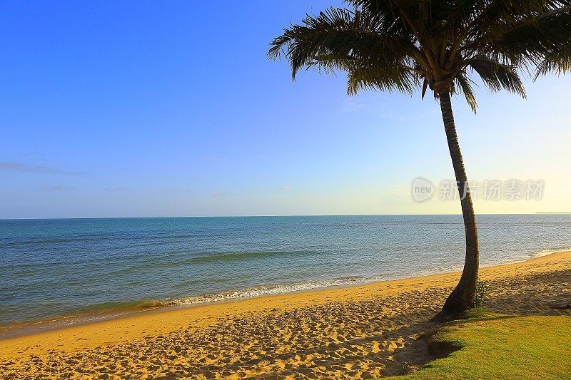 热带天堂:Praia do Forte棕榈滩日落，巴伊亚，巴西